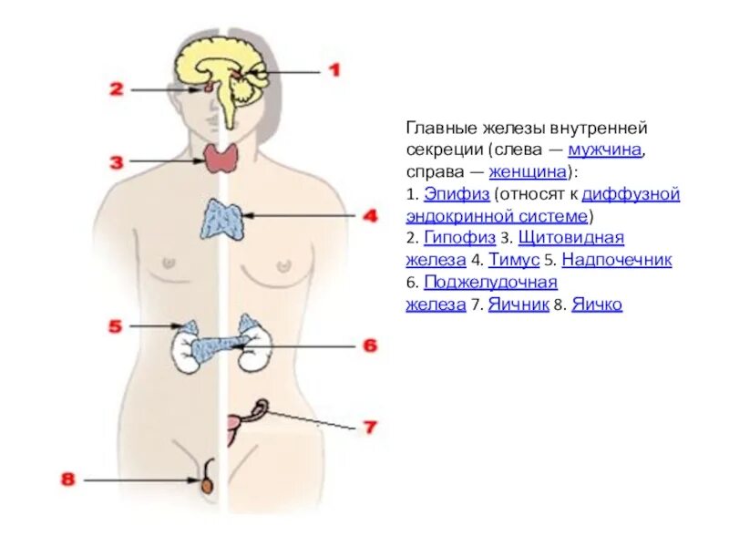 Тимус железа внутренней секреции. .Система желез внутренней секреции. Функции. Надпочечники железы смешанной секреции. Железы внутренней секреции: гипофиз, надпочечники, щитовидная железа.. Мужчина справа женщина слева
