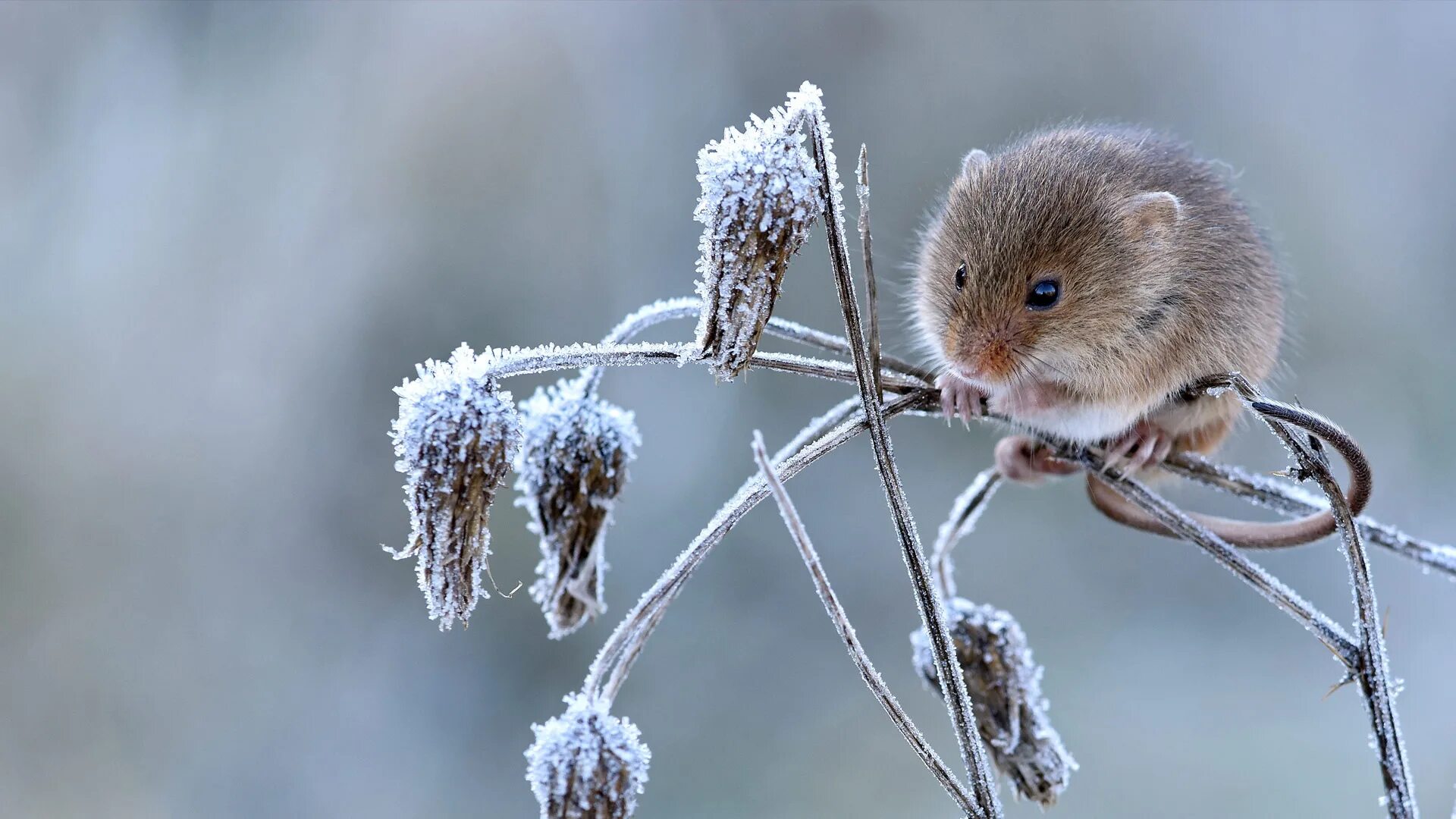 Мыши рабочий стол. Мышь. Мышь зимой. Картинки на рабочий стол мышь. Мышка на заставку.