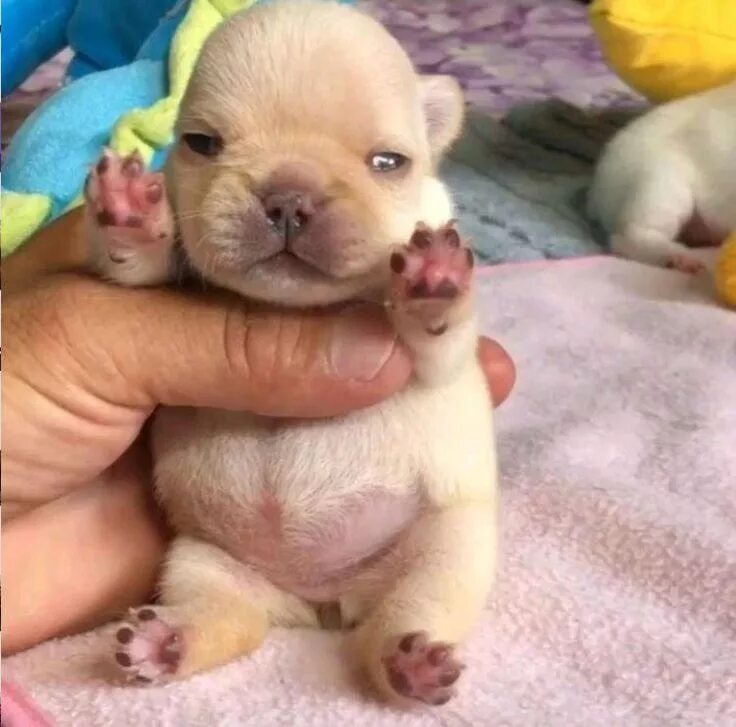 Новорожденные щенки чихуахуа. Французский бульдог щенок. Новорожденные щенки французского бульдога. Французский бульдог щенок и чихуахуа щенок.