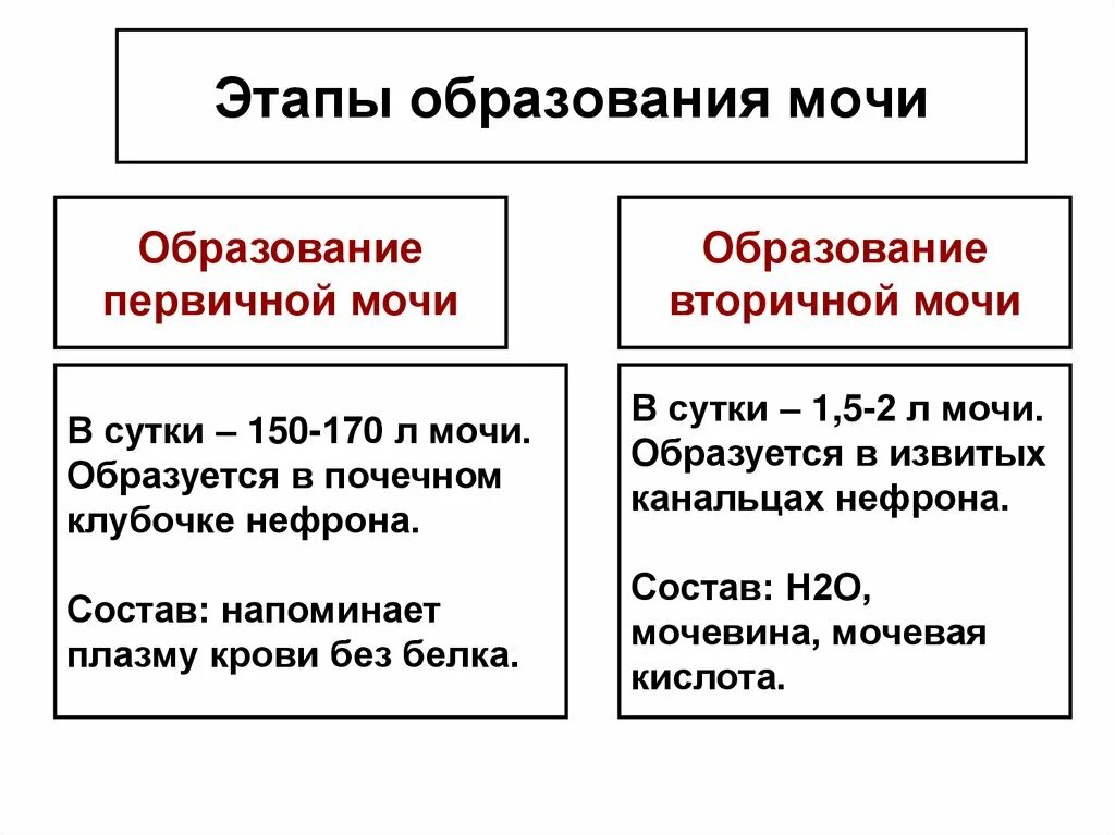 Этапы образования первичной мочи. Процесс образования первичной и вторичной мочи. Этапы образования мочи схема. Фазы образования мочи. Вторичная моча образуется в результате процесса