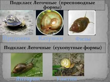 Среда обитания прудовика