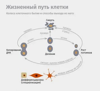 Этапы жизни клетки