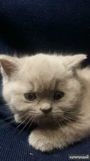 Продаю британских котят
