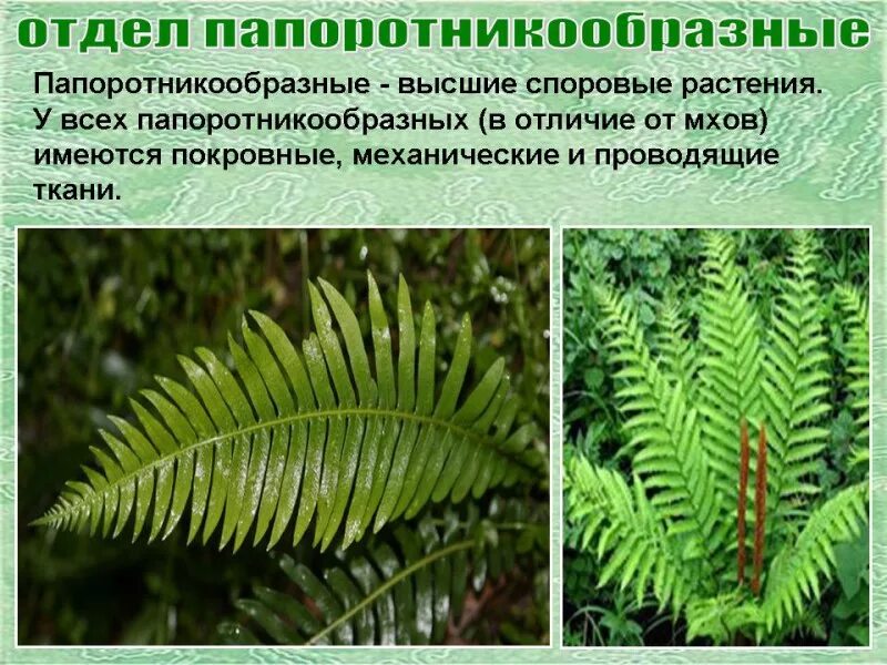Разнообразие споровых растений