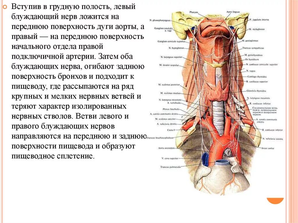 Блуждающий нерв анатомия топография. Ветви грудного отдела блуждающего нерва. Блуждающий нерв nervus Vagus. Блуждающий нерв топография схема.