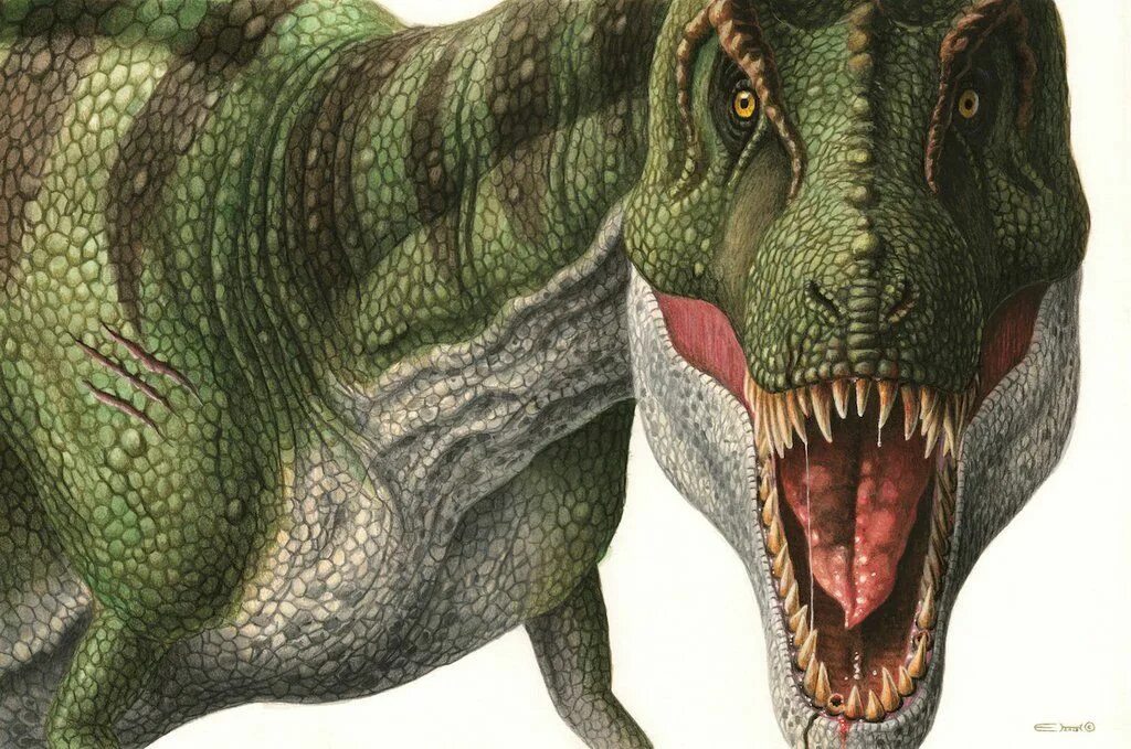 T Rex Тираннозавр. Тираннозавр анфас. Тиранозавр рекс Тиранозавр рекс. Тираннозавр рекс анфас.