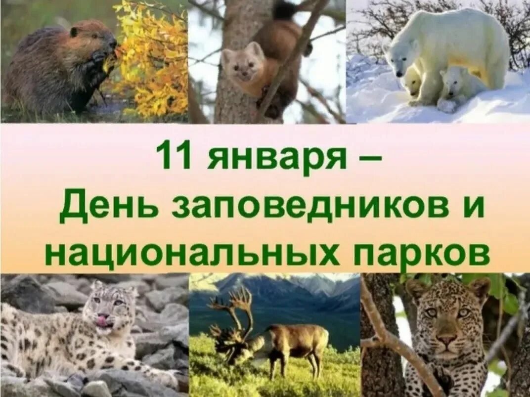 Когда отмечается день заповедников и национальных парков. 11 января всемирный день заповедников и национальных парков. 11 января - день заповедников и парков россии. 11 января день заповедников день заповедников и национальных парков. день заповедников и национальных парков картинки.