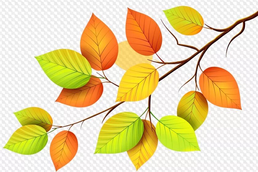 Осенние листочки. Листья деревьев. Ветви с листьями на белом фоне. Ветка дерева с листьями. Ветка с листьями.