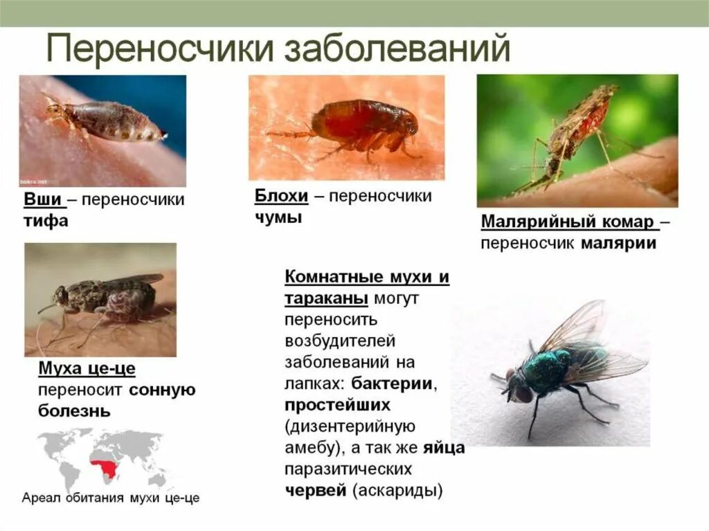 Борьба с переносчиками заболеваний. Насекомые переносчики и возбудители болезней человека. Насекомые переносчики инфекционных заболеваний. Насекомые переносчики и возбудители болезней таблица. Насекомые переносчики возбудителей трансмиссивных болезней.