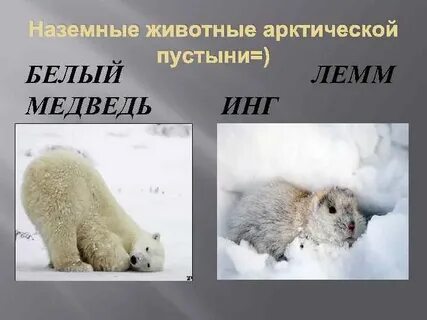 Тест по теме арктические пустыни
