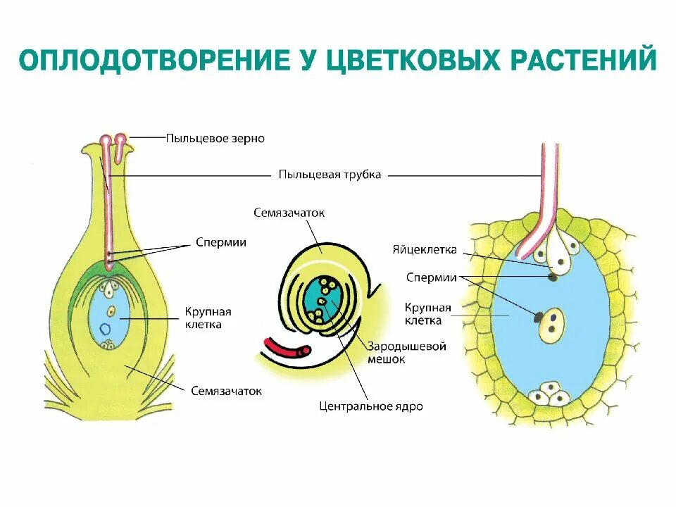 Образование пыльцы в пыльцевом мешке. Оплодотворение у цветковых растений образование семян и плодов. Оплодотворение покрытосеменных растений схема. Схема оплодотворения образования семян и плодов. Образование семени и плода у цветковых растений.