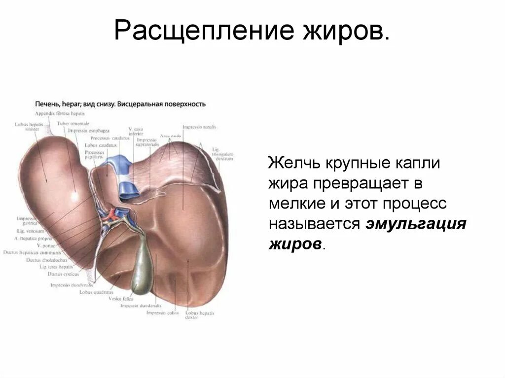 Эмульгация жиров печень. Эмульгирование жиров в печени. Расщепление жиров в печени. Висцеральная поверхность печени.