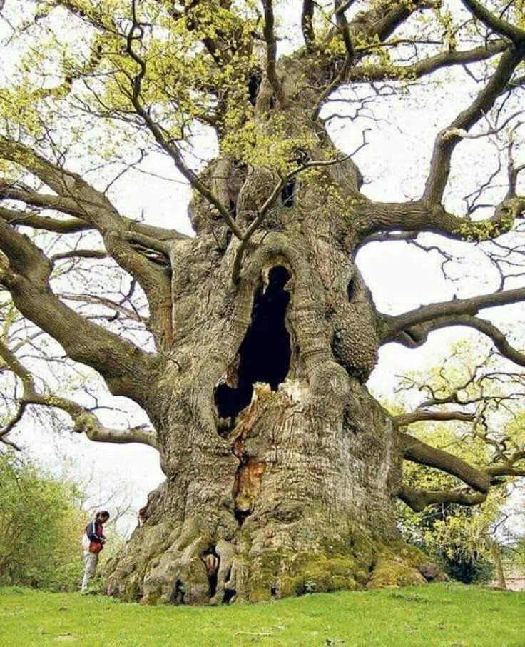 Old oak tree