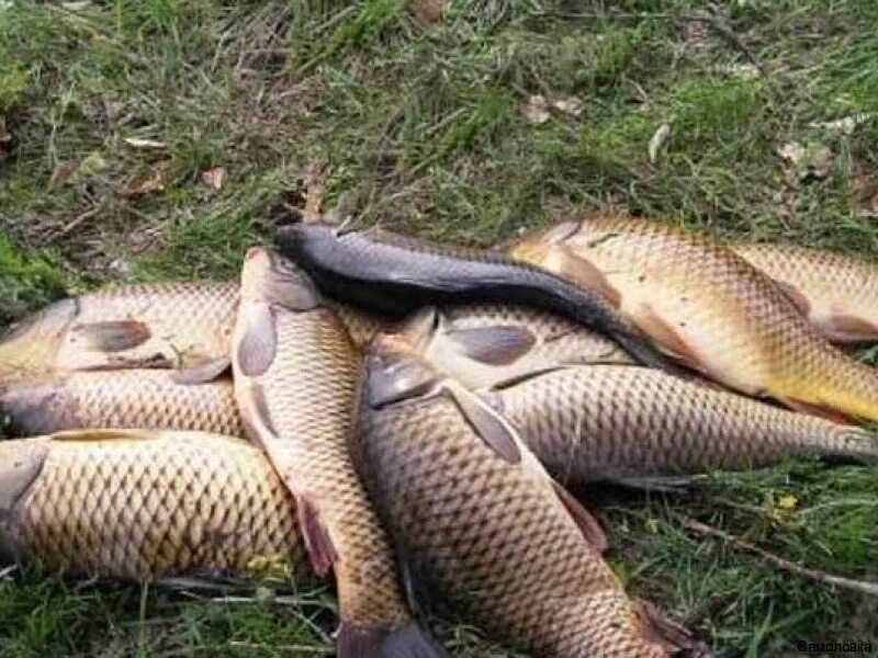 сазан ханка. канурка озеро калмыкия. карп зеркальный улов. сазан рыба 10 кг. дарьинский сазан.