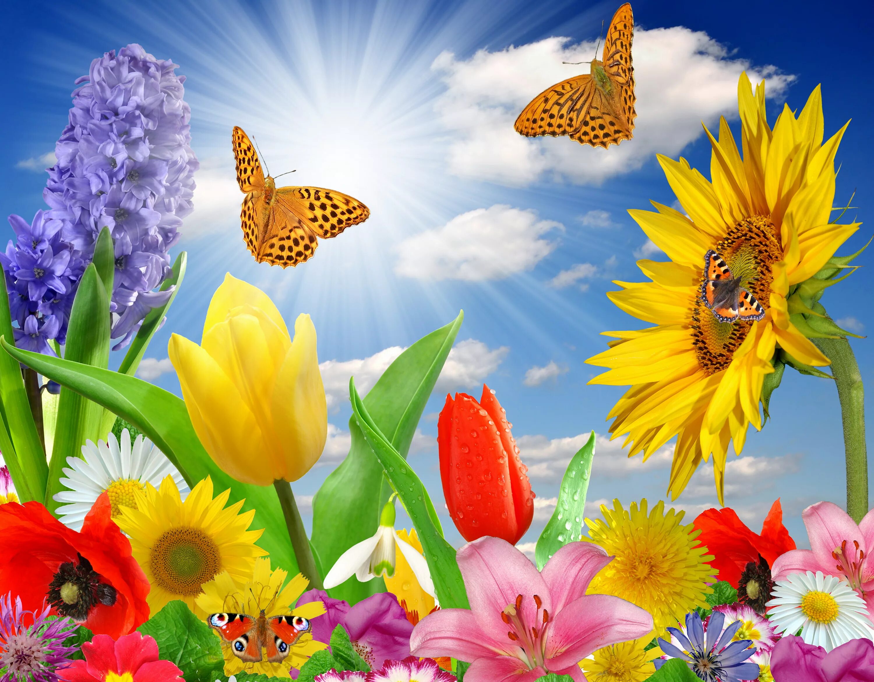 Летние цветы. Яркие цветы. Красивые весенние цветы и бабочки. Яркие весенние цветы. Про лета бабочка