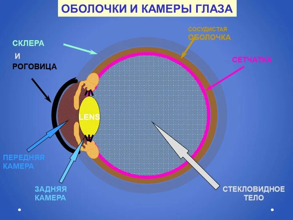 Передняя камера глаза. Камеры глаза строение. Передние и задние камеры глаза. Задняя камера глаза.