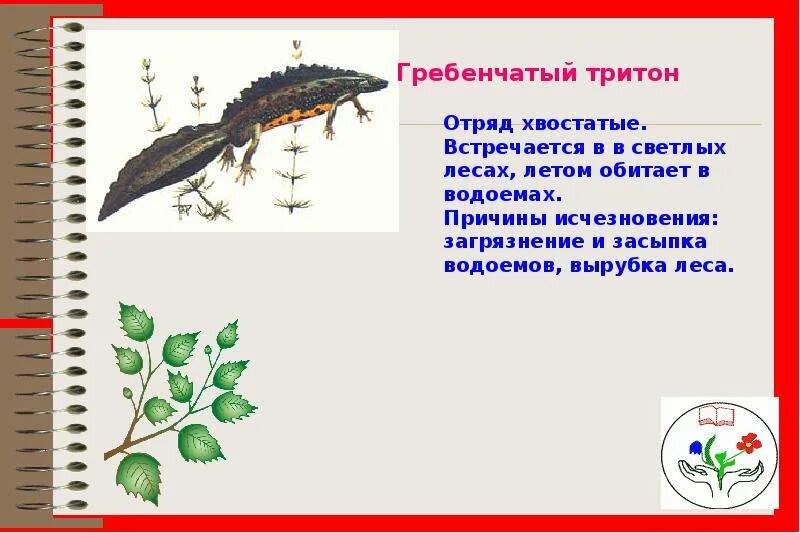 Какое развитие у гребенчатого тритона. Гребенчатый тритон. гребенчатый тритон отряд. загадка про тритона. гребенчатый тритон рисунок.