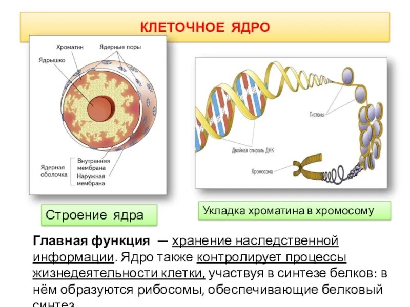 Дайте характеристику клеточному ядру. Строение ядра клетки 10 класс. Строение ядра, хромосомы строение. Строение и функции ядра, хроматина, ядрышка..