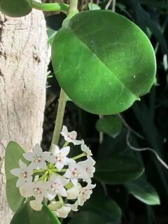 Australis