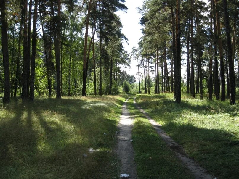 Дзержинск лесной. Дзержинский лес. Озеро в дзержинске. Совец река дзержинск. Дзержинск леса.