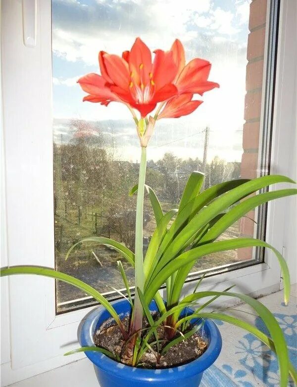 амариллис валотта. лилия амариллис. антуриум фламинго ред. амариллис валотта. антуриум flamingo.