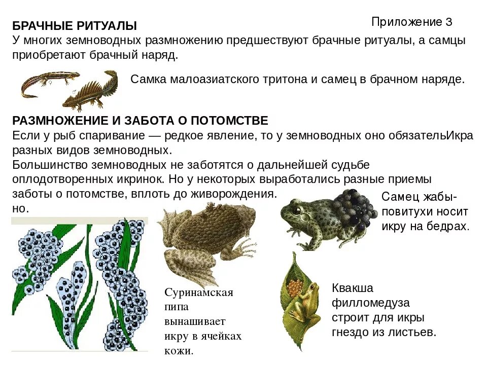 Строение и развитие земноводных. Стадии развития земноводных 7 класс биология. Схема развития земноводных биология 7 класс. Размножение лягушки схема. Класс земноводные размножение.