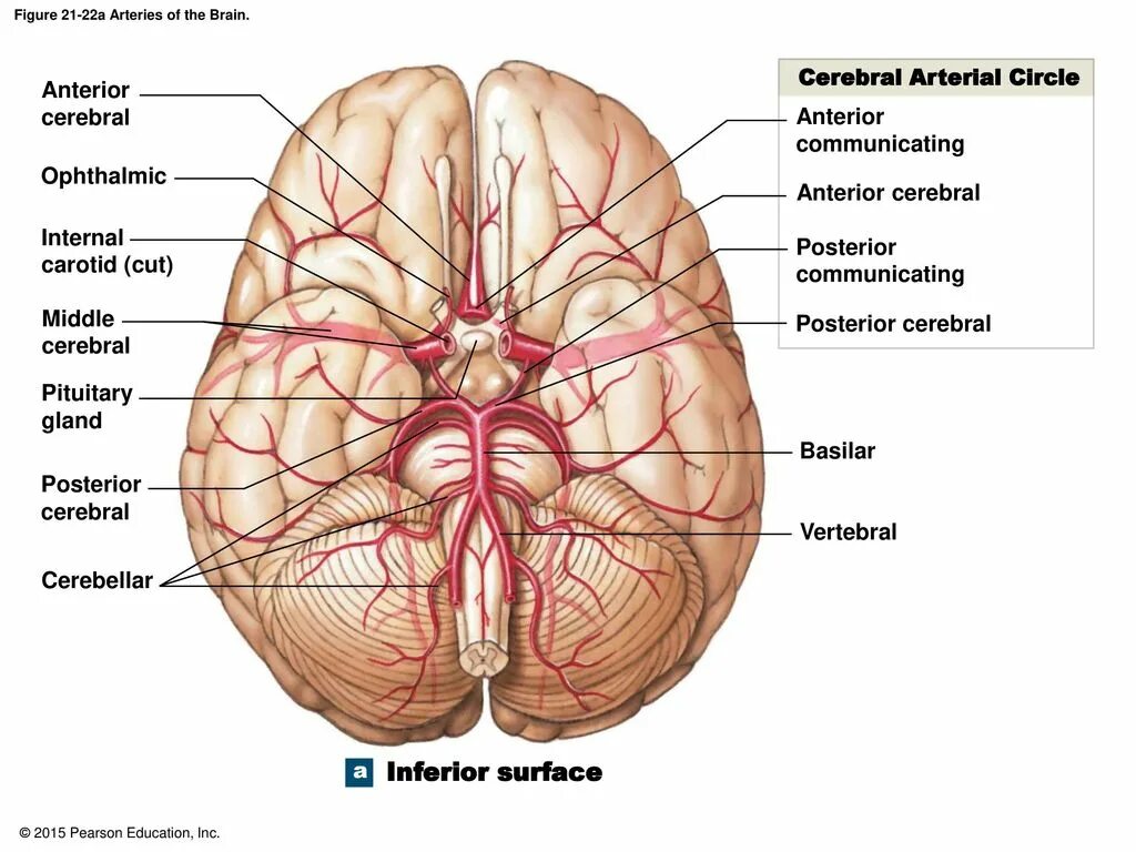 Anterior cerebral artery. Middle cerebral artery. Middle cerebral artery Anatomy.