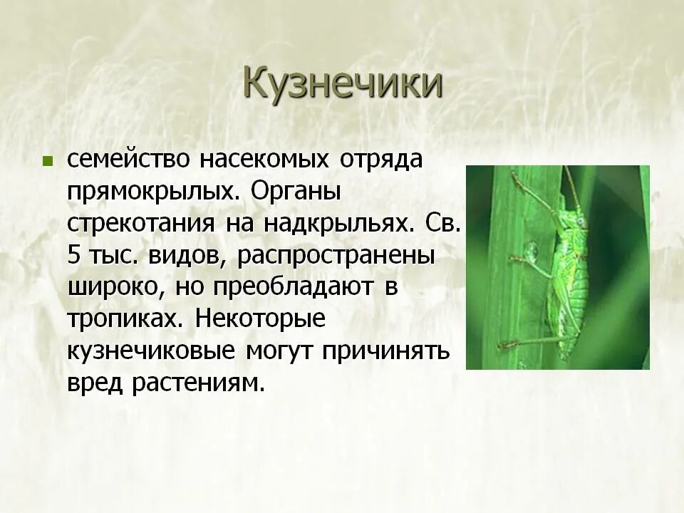 Почему кузнечик имеет такую окраску. Кузнечик презентация. Кузнечик характеристика. Насекомые с описанием. Сообщение о насекомых.