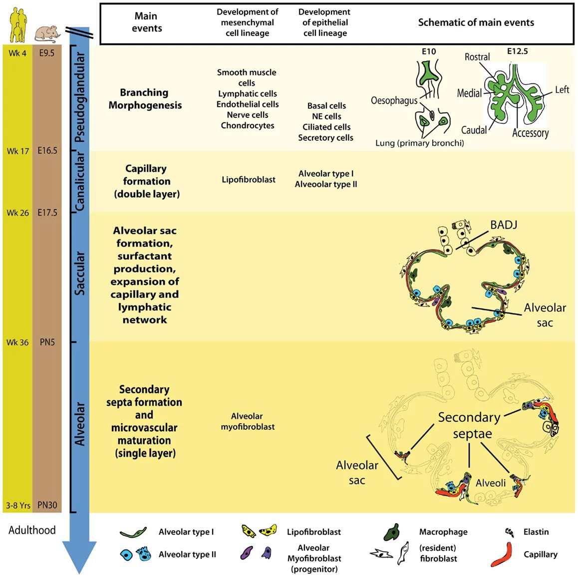 Main scheme. Lung Development in Mice e12,5. Lung Development in Mice e12,5 pseudoglandular.