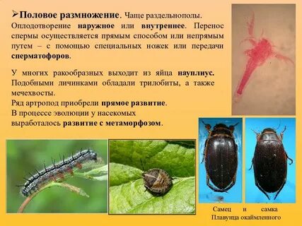 Наружной или наружней