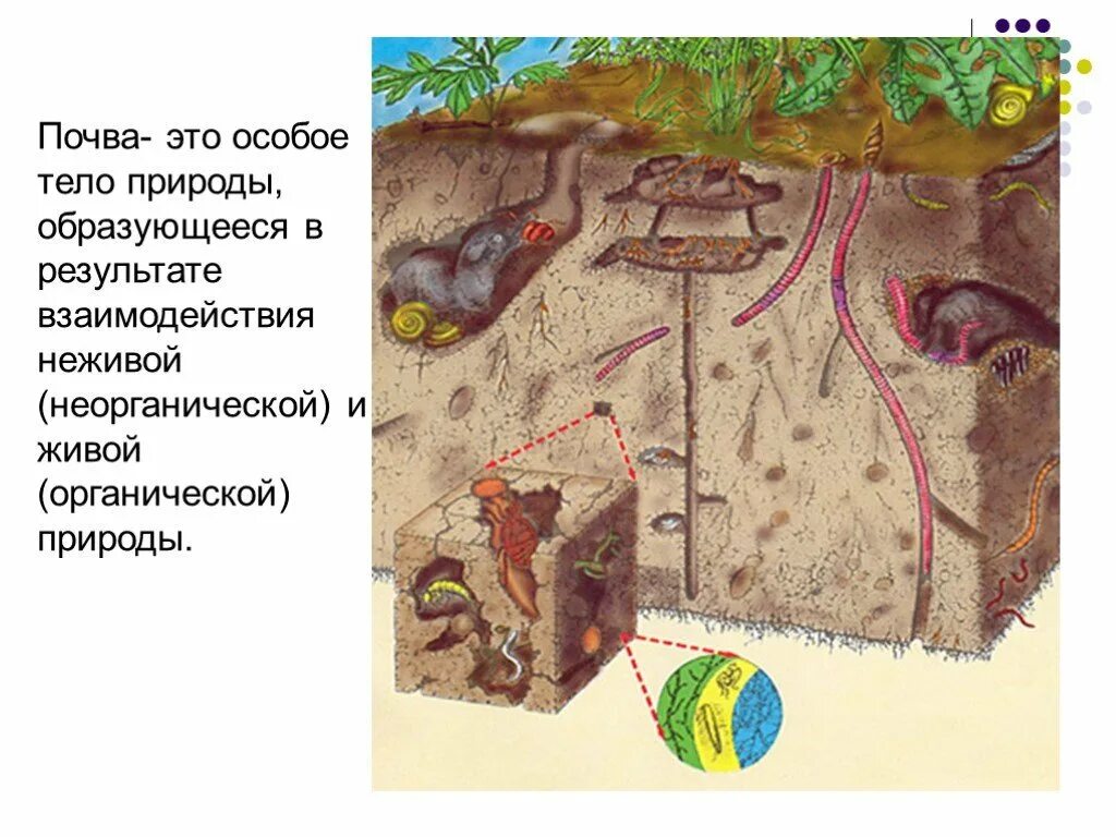 Конспект урока почвенная среда. Почвенная среда. Образование почвы. Почвенная среда жизни. Почвенные животные.