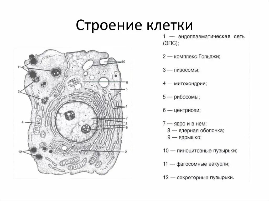 Хлоропласты ядро митохондрии лизосомы. Схема составные части и органеллы клетки. Строение органоидов клетки рисунки. Клетка с органоидами рисунок с обозначениями. Строение клетки строение и функции задание.