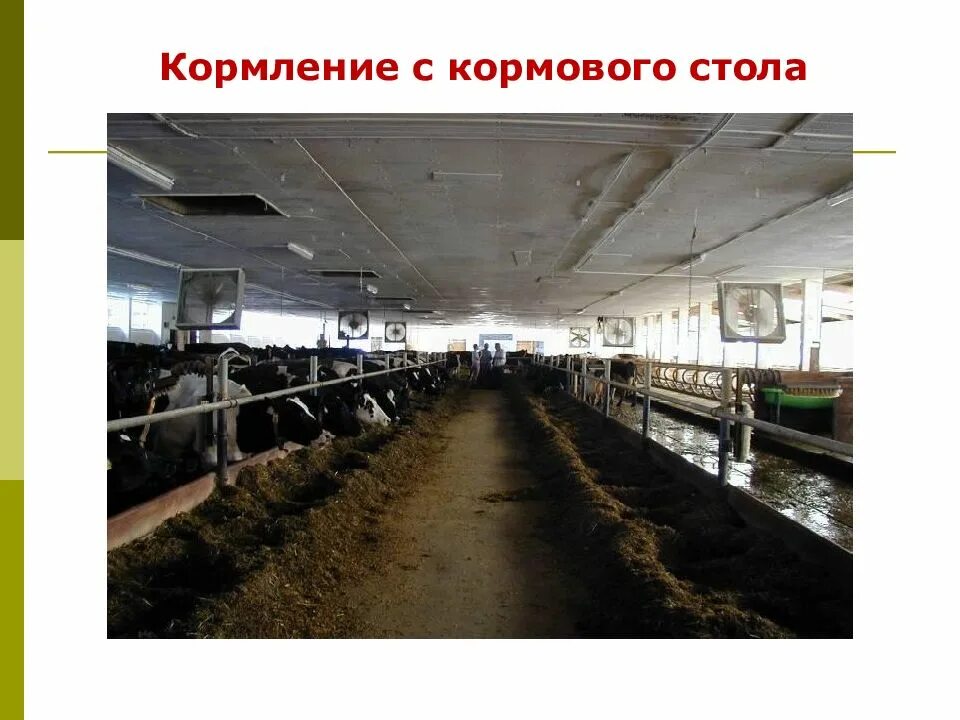 Технологии содержания животных