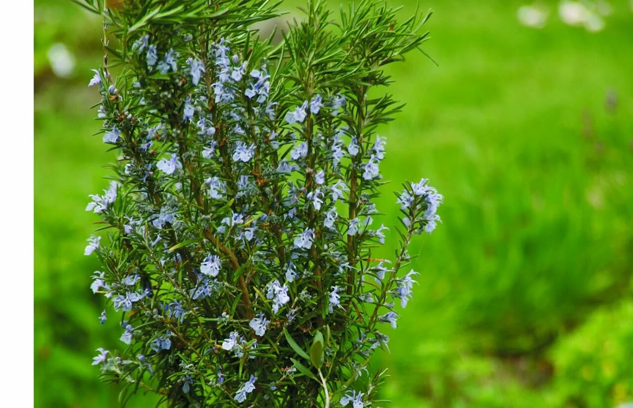Розмарин уинтерс. Лесной розмарин. Розмарин лекарственный. Розмарин лекарственный. Розмарин кустарник.