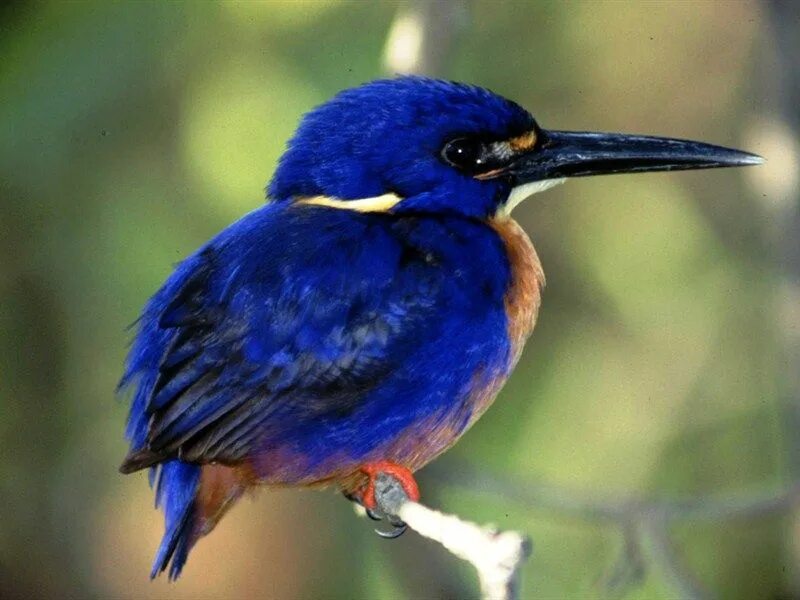 Гуамский зимородок. Голубой зимородок. Птица с синими ногами и клювом. Птица с синим клювом. Птица с синим клювом.