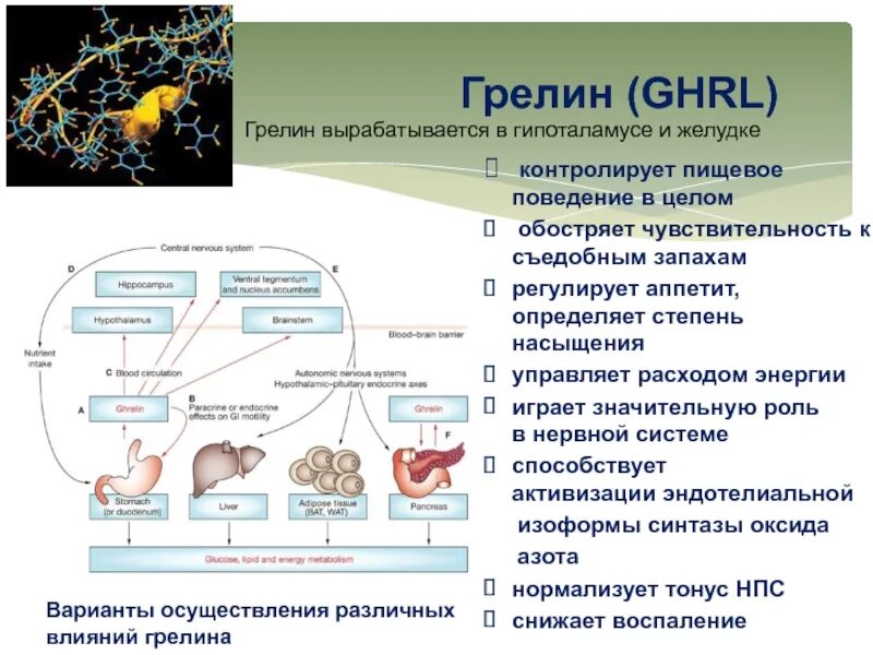 Грелин структура. Грелин и гормон роста. Грелин презентация. Грелин формула структурная. Гормон голода 6