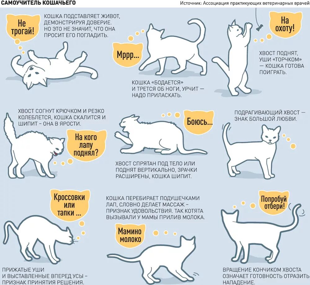 Поведение кота по хвосту. Как понять кошку. Положение хвоста у кошки. Как понять поведение кота по хвосту.