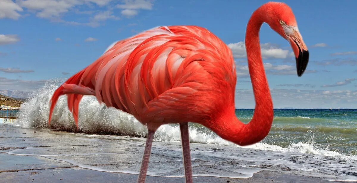 Птицы фламинго в межводном крым. Фламинго в крыму. Розовые фламинго в крыму 2021. Фламинго межводное. Розовые фламинго в крыму 2021.