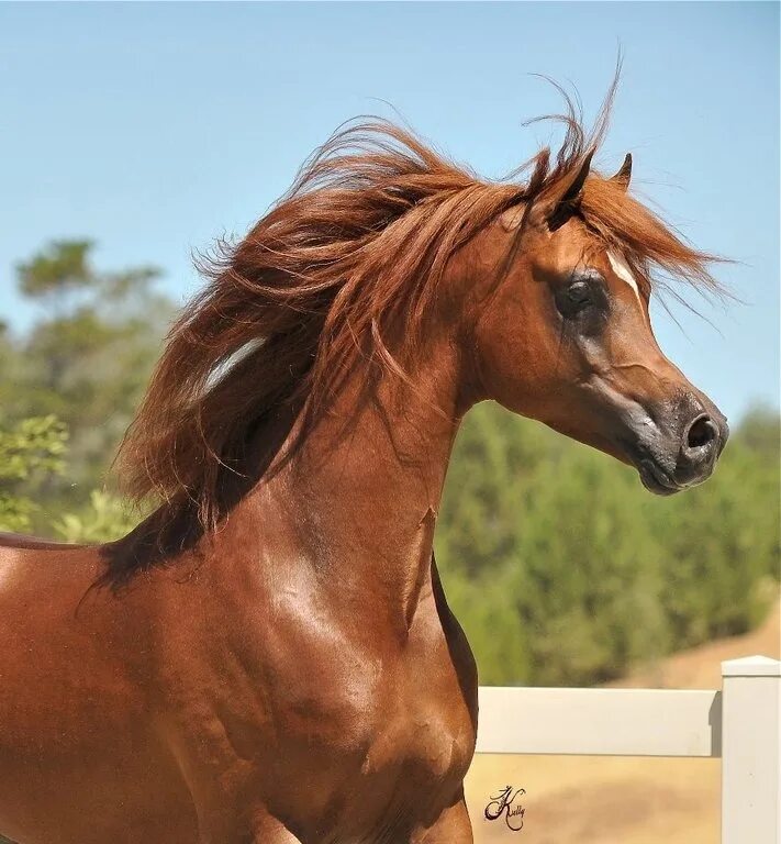 Чистокровная арабская лошадь 5. Арабская чистокровная сиглави. Арабская порода лошадей сиглави. Арабская чистокровная лошадь. Сиглави арабская лошадь.