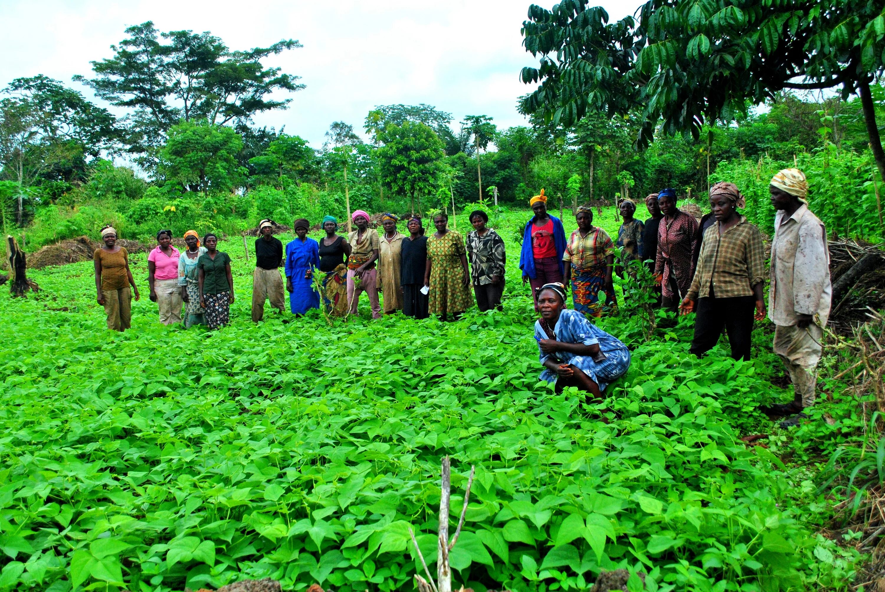 Растения Камеруна. Экономика Камеруна. Кофе камерунский. Cameroon Boyo кофе. A growing country