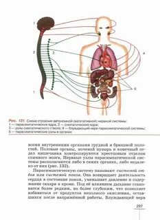 Автономная система биология