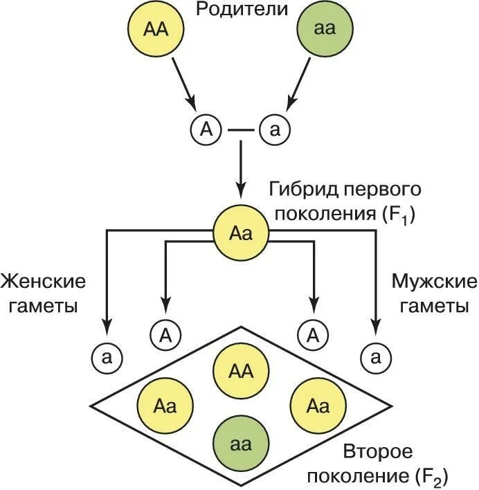 Расщепление гибридов. Закон единообразия гибридов первого поколения схема. схема первого и второго закона менделя. схема скрещивания 1 закон менделя. первый закон менделя схема.