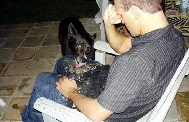 Собаки алкаши. Алко пес. Собаки алкаши. Смешные пьяные животные. Собаки алкаши.