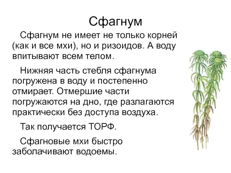 Как люди раньше использовали сфагновый мох. Сфагновые мхи строение стебля. белый мох сфагнум характеристики. мох сфагнум характеристика растения. мох сфагнум имеет корни.