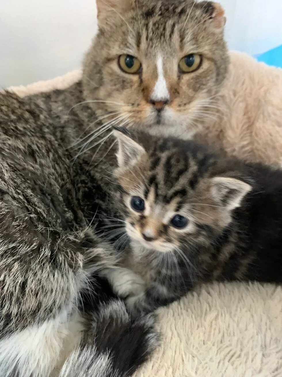 Одноухий кот. Пищание котят. Звуки котят