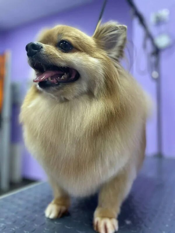 пушистый рай 2024. меховые чехлы iphone. пушистый рай. акитсу мидори пушистый рай. @raviss:пушистый рай.