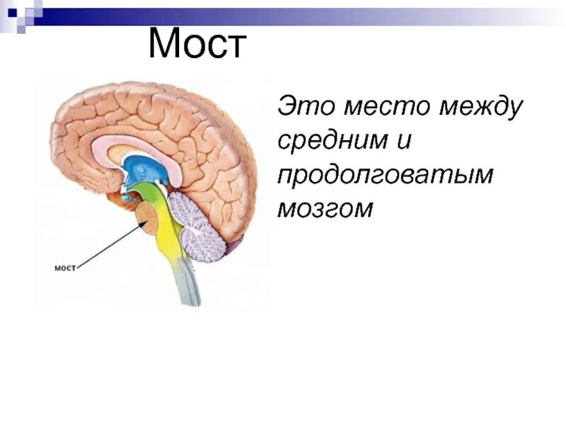 Средний мозг и мост. Продолговатый мозг и мост. Мозговой мост. Мост мозга функции.