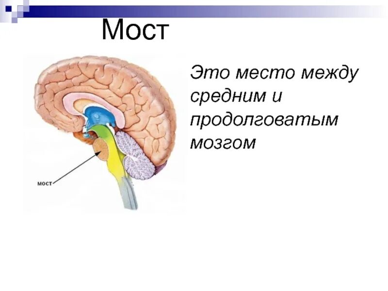 Строение и функции моста головного мозга. Строение и функции моста головного мозга