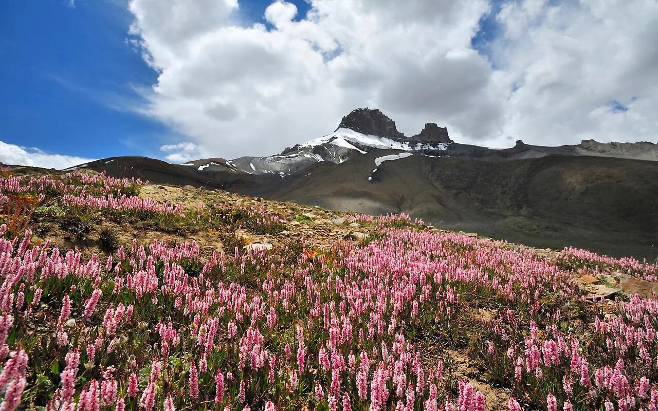 Flowers valley. Долина цветов Индия национальный парк. Национальные парки Нанда-Деви и «Долина цветов» (штат Уттаракханд). Долина цветов в Индии. Нанда Деви национальный парк.