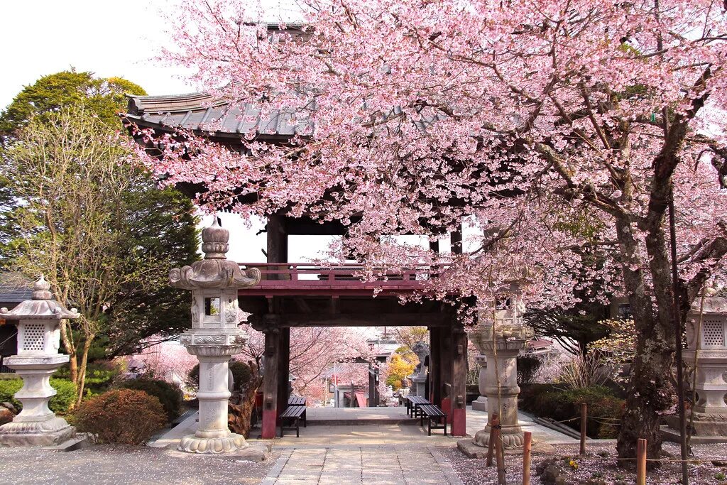 Йокогама Япония цветение Сакуры. Парк Сакуры Нагасаки. Киото храм Сакура. Сакура рядом